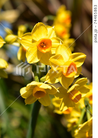 黄色い水仙の花の写真素材