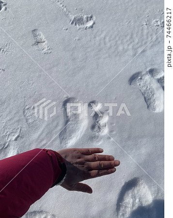 野生のシロクマの足跡そして生態系をしる 野生のシロクマの足跡そして生態系をしる 74466217