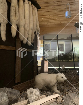 ホッキョクグマの減少の今、私たちに出来る事 74466227