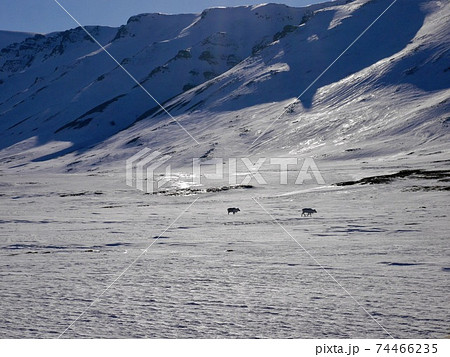 スバールバル諸島のトナカイたち 74466235