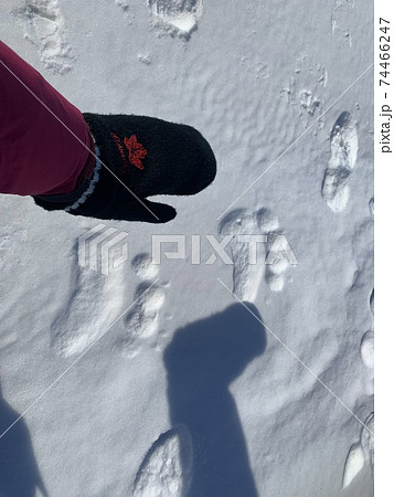 シロクマの足跡を見つけた瞬間 シロクマの足跡を見つけた瞬間 74466247