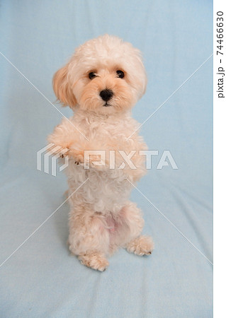 チンチンをするマルプーの写真素材