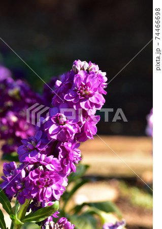 紫のストックの花の写真素材