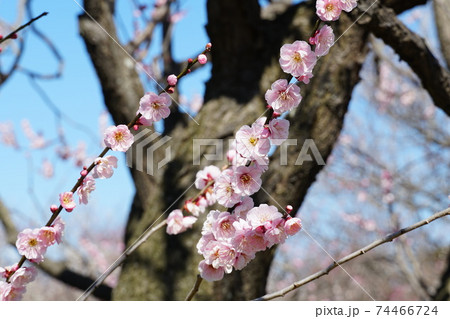 早春の梅林 青空を背景にほのかに香るピンク色の梅の花の写真素材