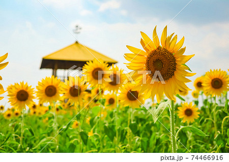 愛知牧場、満開の向日葵〈愛知県日進市〉 74466916