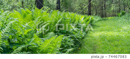 spring forest with fresh fern and walking path spring forest with fresh fern and walking path 74467083