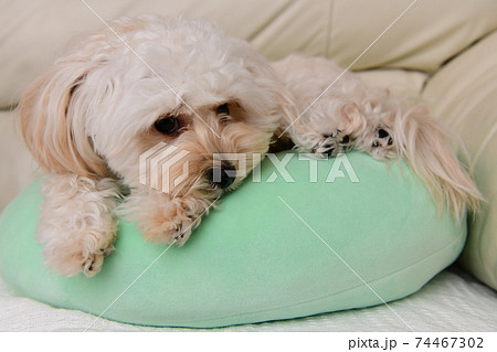 くつろぐマルプー 74467302