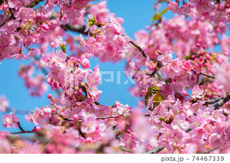 メジロ 河津桜 メジロ 河津桜 74467339