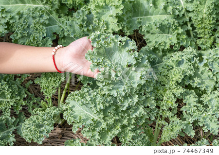 Curl leaf kale or Brassica oleracea grown in hand 74467349