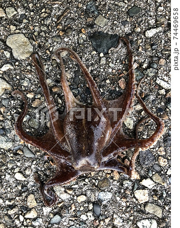 イイダコ Octopus fangsiao イイダコ Octopus fangsiao 74469658