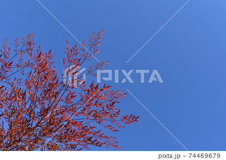 ナンテンの葉 ナンテンの葉 74469679