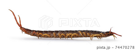Chinese red-headed centipede on white Chinese red-headed centipede on white 74470278