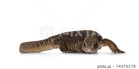 Savannah Monitor lizard on white background Savannah Monitor lizard on white background 74470279