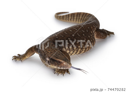 Savannah Monitor lizard on white background 74470282