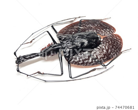 バイオリンムシ Mormolyce phyllodes バイオリンムシ Mormolyce phyllodes 74470681