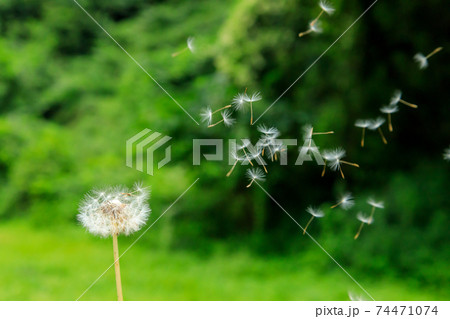 飛んでいくタンポポの綿毛の写真素材