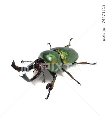 パプアキンイロクワガタ Lamprima adolphinae パプアキンイロクワガタ Lamprima adolphinae 74471215