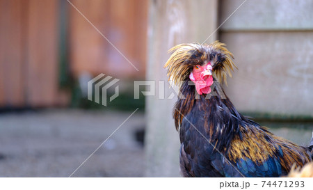 Rooster on farm. Free Range Cock. Beautiful chicken Rooster on farm. Free Range Cock. Beautiful chicken 74471293