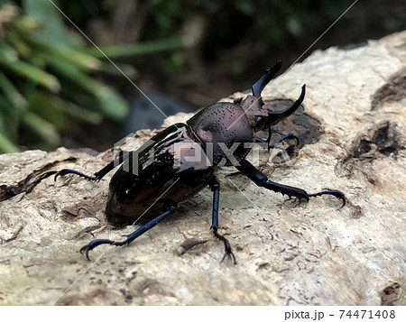 ドウイロクワガタ Streptocerus speciosusの写真素材 [74471408] - PIXTA