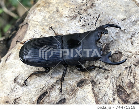 プラティオドンネブトクワガタ（亜種レオポルディ） Aegus platyodon leopoldi 74471519