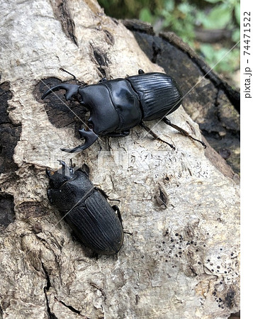 プラティオドンネブトクワガタ（亜種レオポルディ） Aegus platyodon