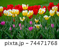 Decorative colorful spring tulips in public park 74471768