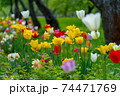 Decorative colorful spring tulips in public park 74471769