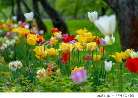 Decorative colorful spring tulips in public park Decorative colorful spring tulips in public park 74471769