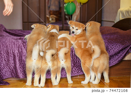 Funny little puppies akita inu. Fluffy balls of happiness 74472108