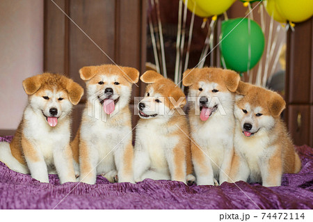 Funny little akita inu puppies with balloons. Fluffy balls of happiness 74472114