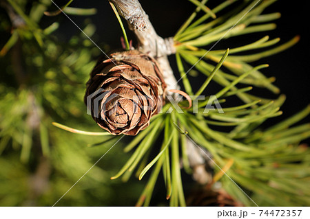 Top view of a cone on a larch tree Top view of a cone on a larch tree 74472357