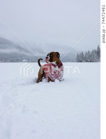 Dog playing in the snow 74472461