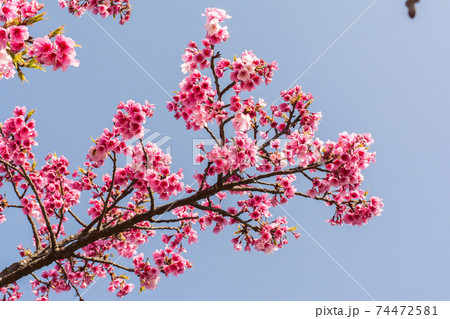 花 フラワー お花 74472581