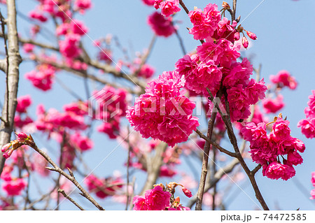 花 フラワー お花 74472585