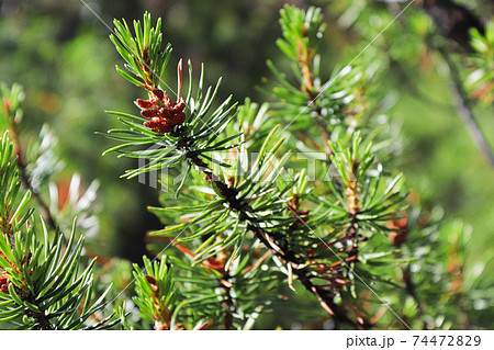 Male pollen cones on a Wiethorst Pine tree Male pollen cones on a Wiethorst Pine tree 74472829