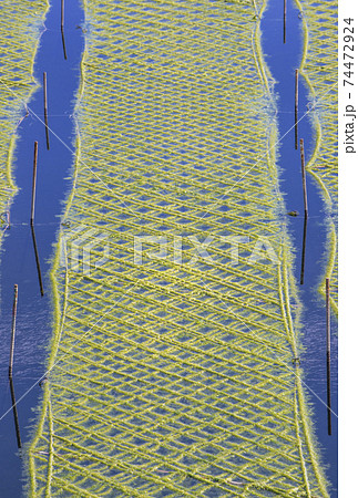 あおさ海苔養殖　アオサノリと海　海苔畑の風景 74472924