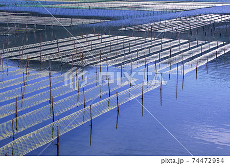 あおさ海苔の養殖　アオサノリの網と海　海苔畑の風景　伊勢志摩の風景 74472934
