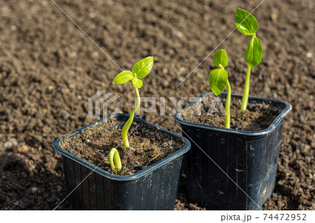 Seedlings in plastic black pots on the background of fresh earth in the garden 74472952