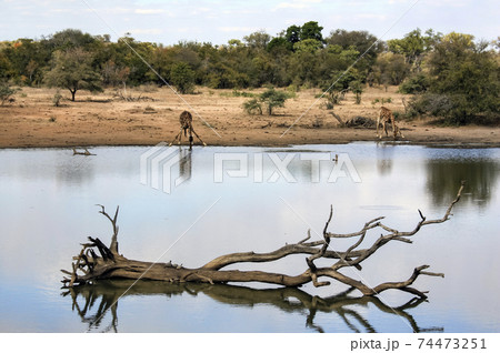 Two giraffes drink water from a natural reservoir in the African savanna. 74473251