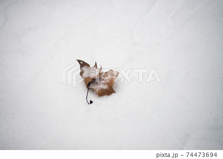 Closeup of isolated maple leaf fallen in the snow in a public garden Closeup of isolated maple leaf fallen in the snow in a public garden 74473694