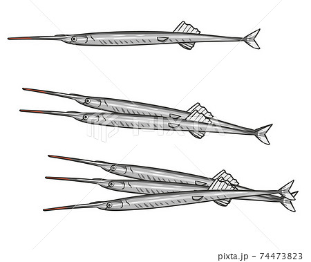 サヨリ サヨリ 74473823