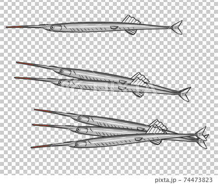 サヨリ サヨリ 74473823