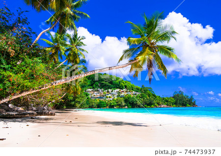 perfect tropical beach scenery - palm tree over turquoise sea 74473937