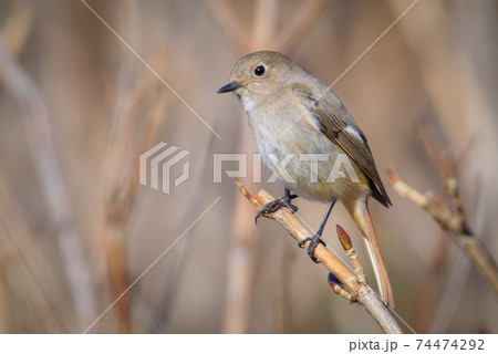 愛らしい仕草の冬鳥　ジョウビタキ 74474292