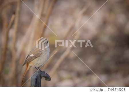 愛らしい仕草の冬鳥　ジョウビタキ 74474303
