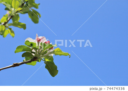 ニュートンのリンゴの蕾と花と青空 74474336
