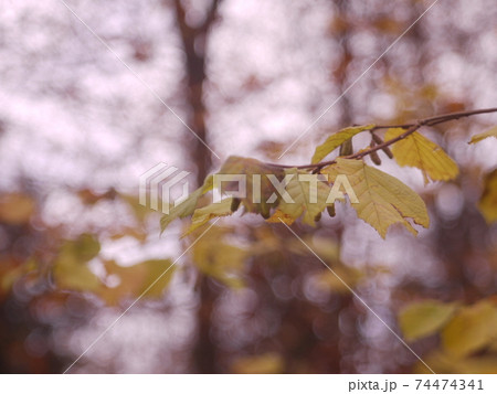 forest 74474341