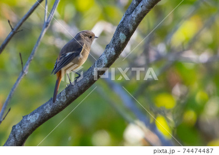 愛らしい仕草の冬鳥　ジョウビタキ 74474487