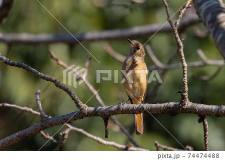 愛らしい仕草の冬鳥　ジョウビタキ 74474488