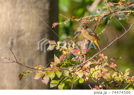 愛らしい仕草の冬鳥 ジョウビタキ 愛らしい仕草の冬鳥 ジョウビタキ 74474500